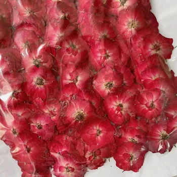 250-Кратный гербарий цветов красной розы для ювелирных изделий Открытка Пригласительный билет Чехол для телефона Закладка Поделка для скрапбукинга